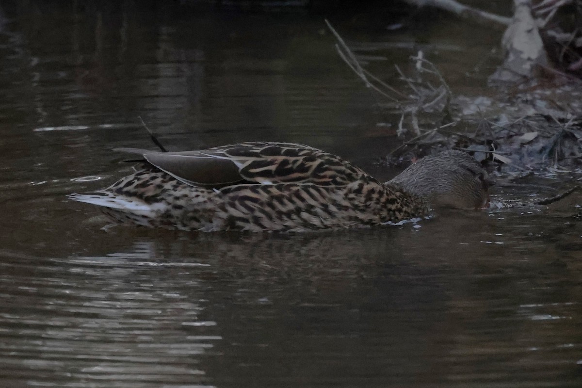 Mallard - ML544237801