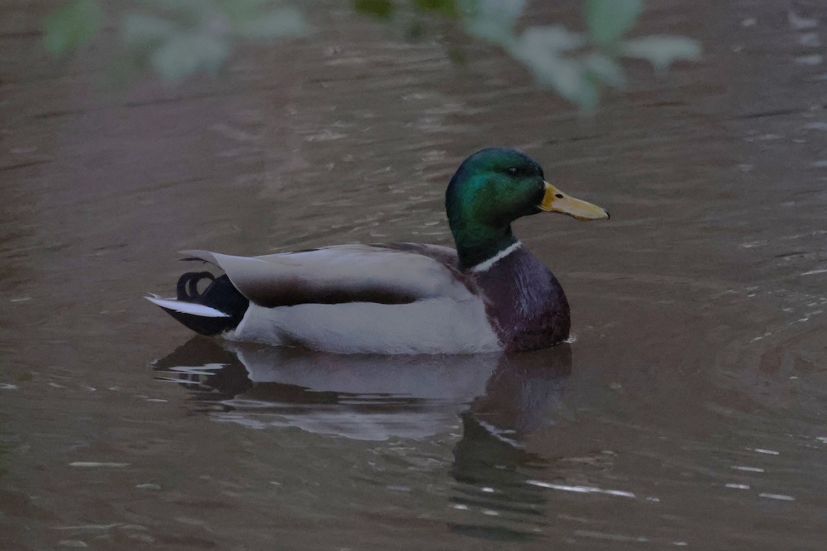 Mallard - ML544237811