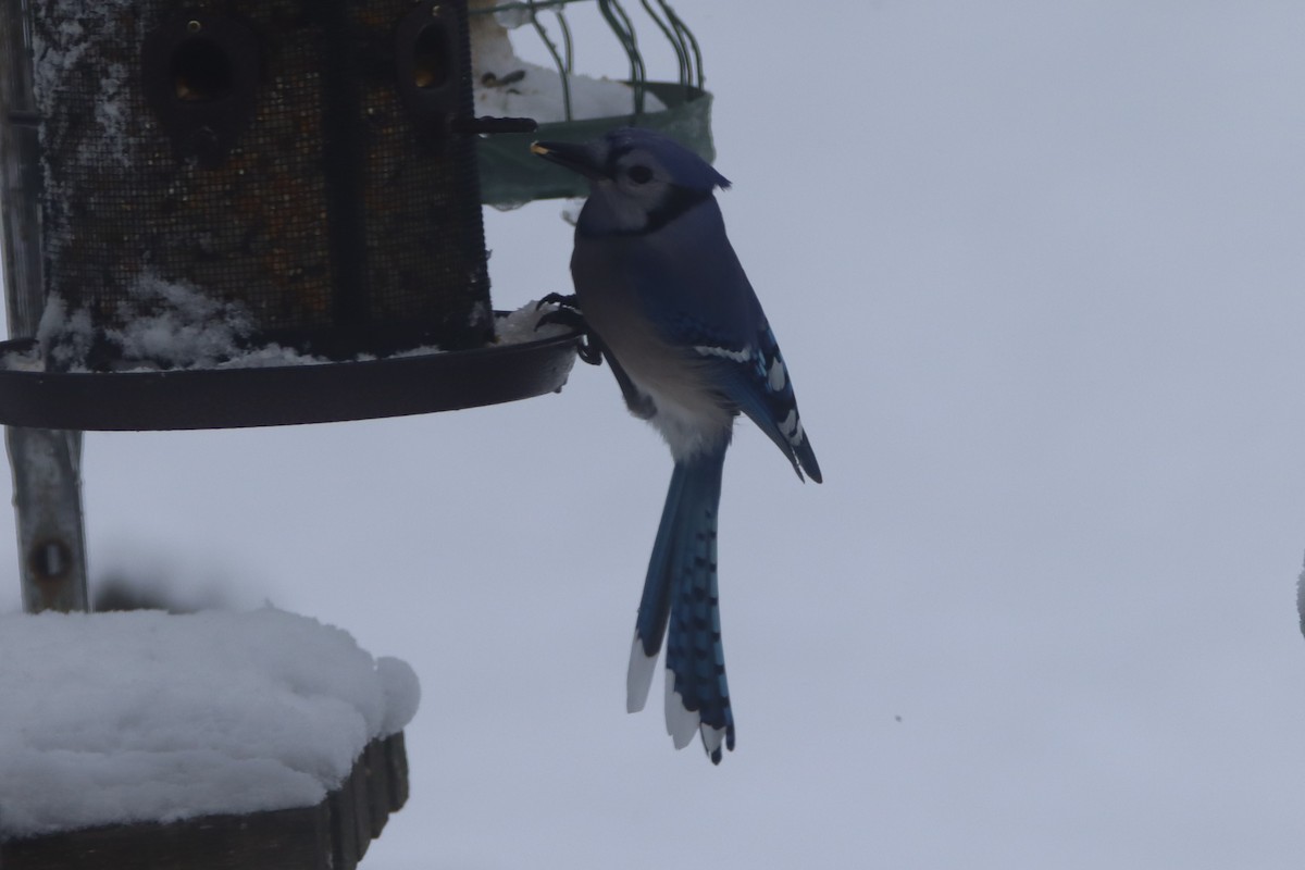 Blue Jay - ML544237881