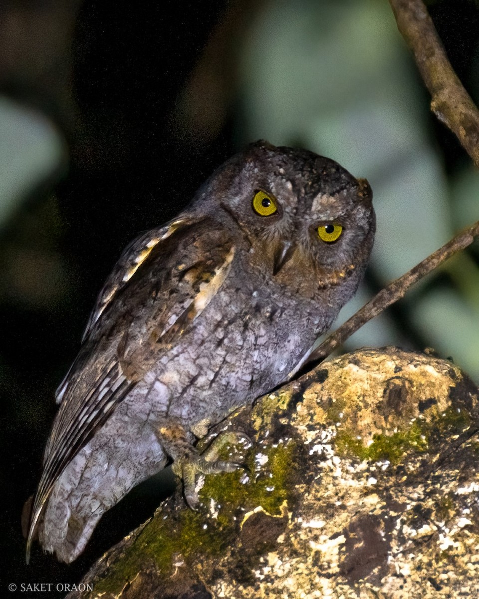 Oriental Scops-Owl - ML544238081