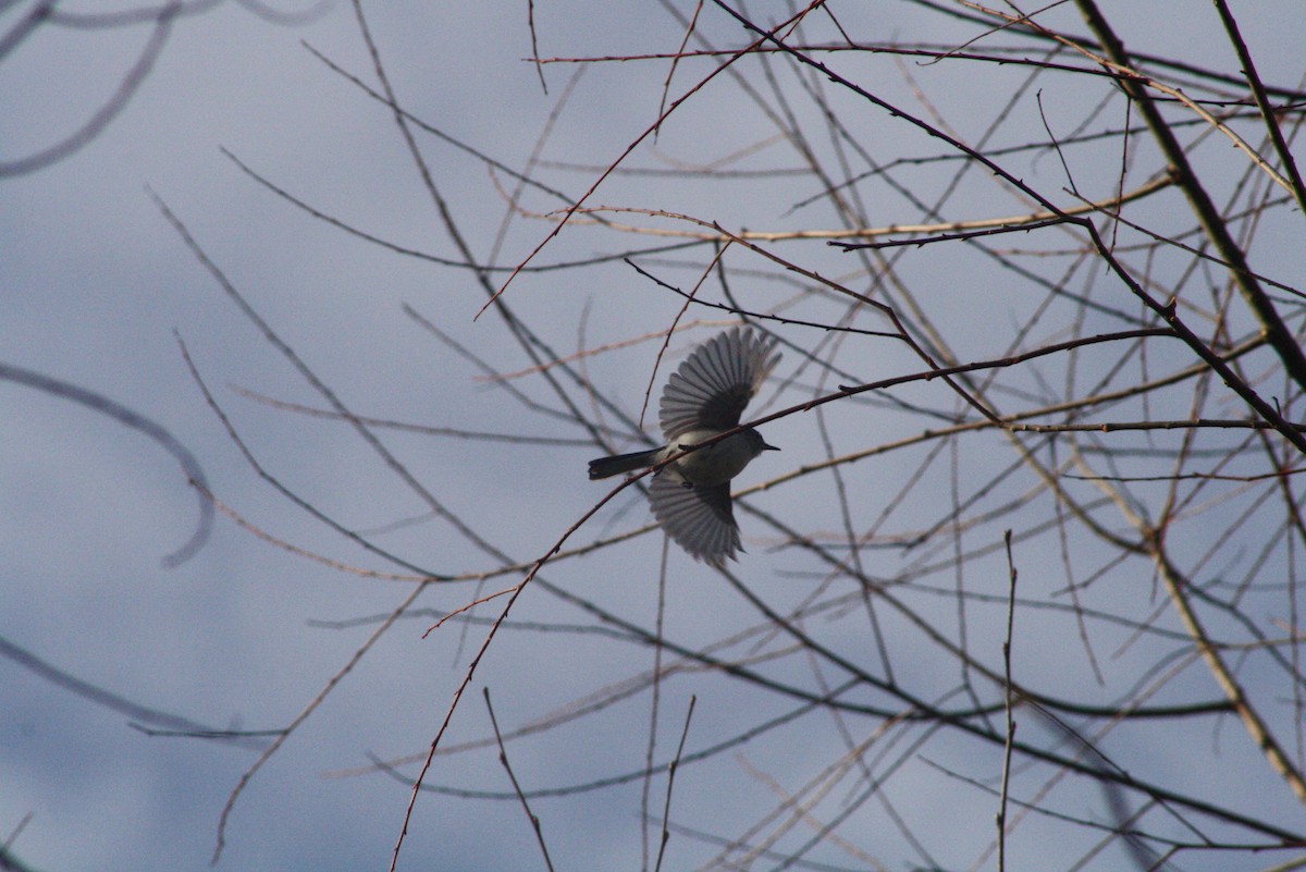 Blue-gray Gnatcatcher - ML544238181