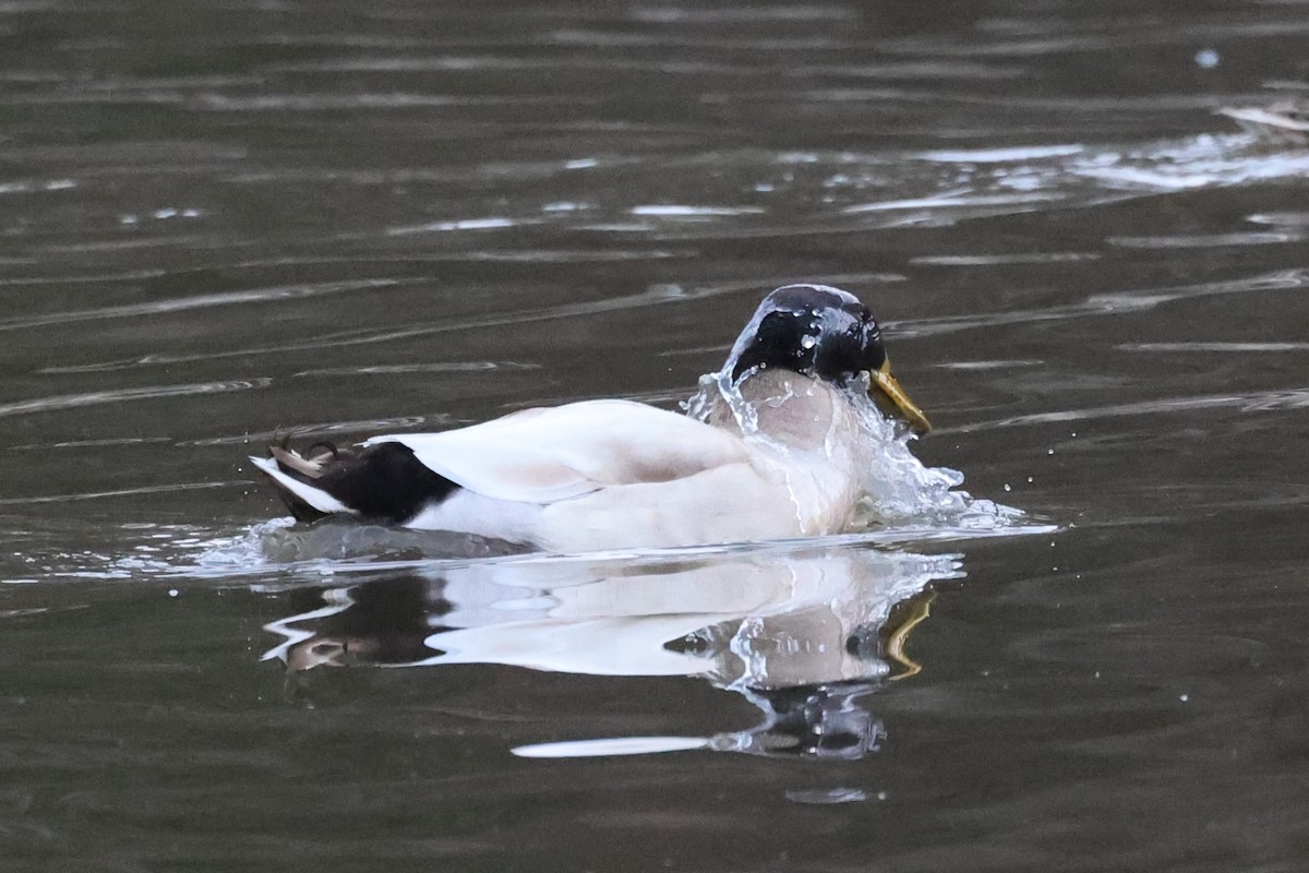 Mallard (Domestic type) - ML544238291