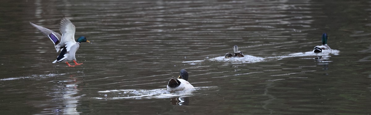 Mallard - ML544238321