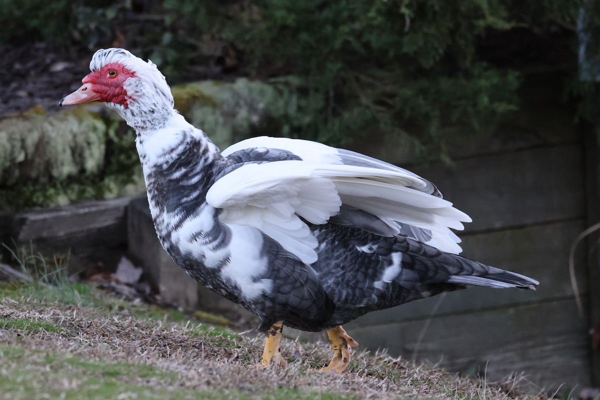 Muscovy Duck (Domestic type) - ML544238371