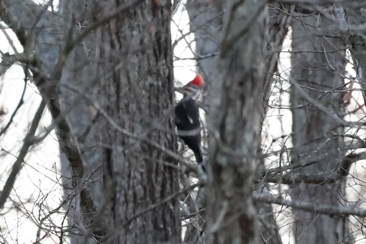 Pileated Woodpecker - ML544238401