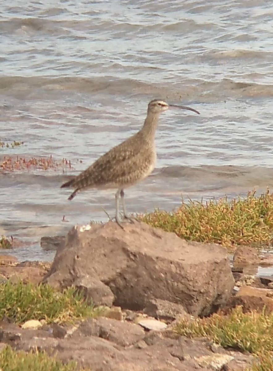 Whimbrel - ML544238451