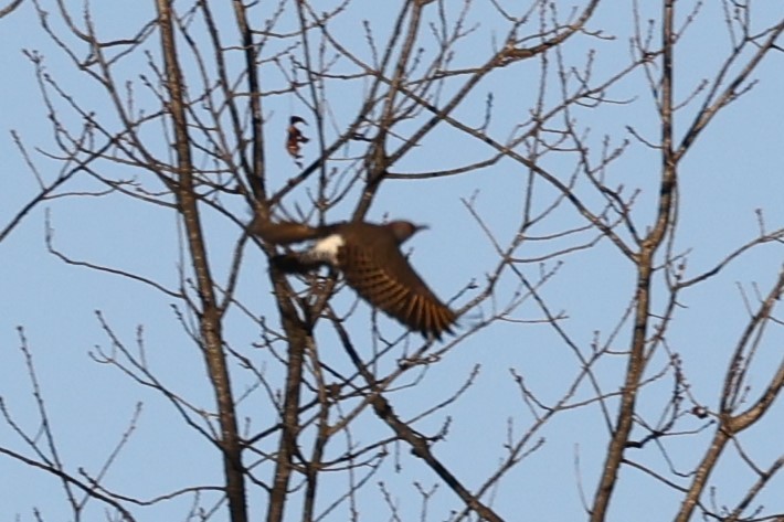 Northern Flicker - ML544238491