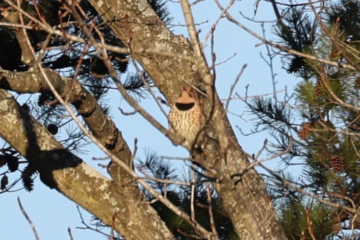 Northern Flicker - ML544238501