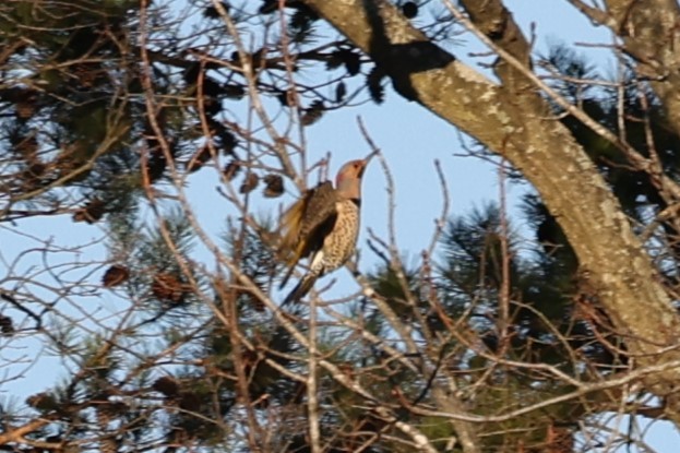 Northern Flicker - ML544238511