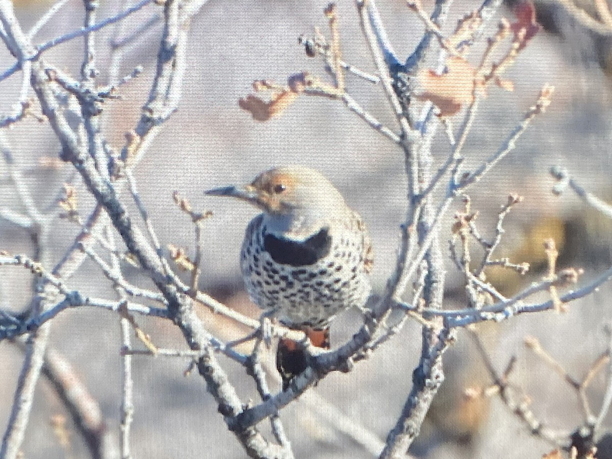 Northern Flicker - Adam Blundell