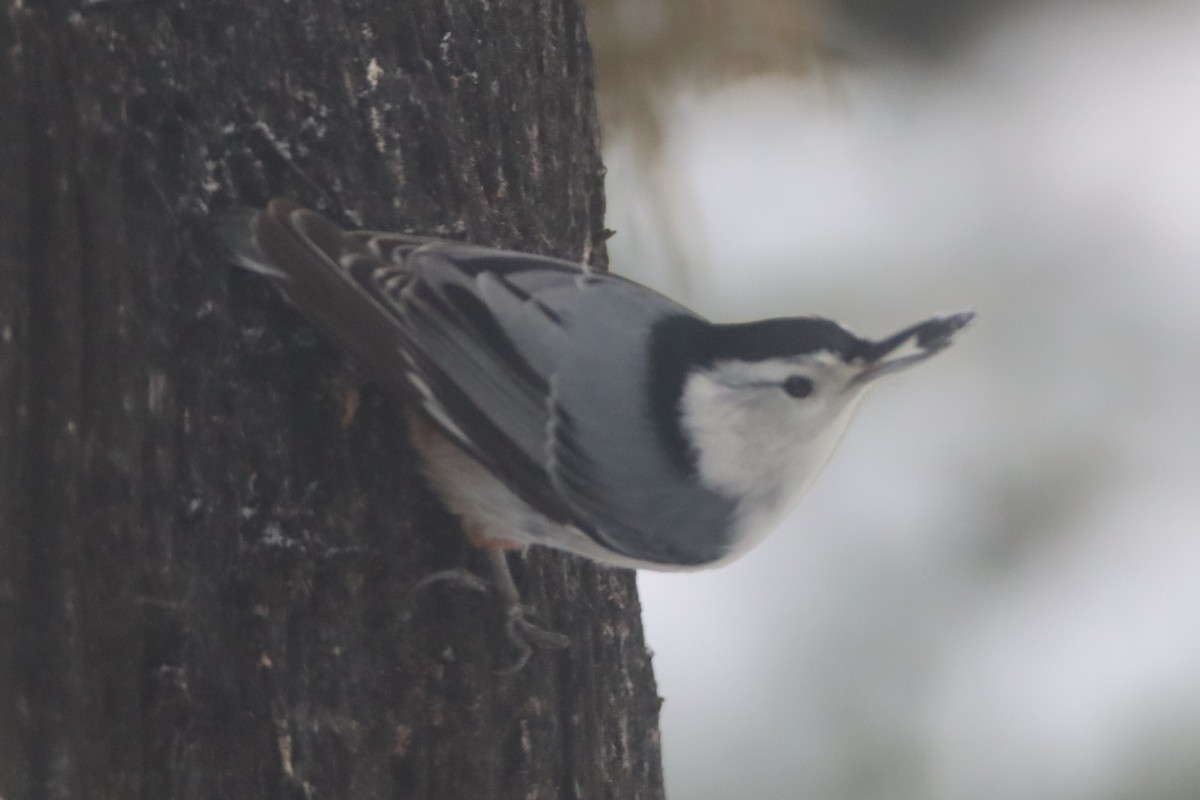 White-breasted Nuthatch - ML544239021