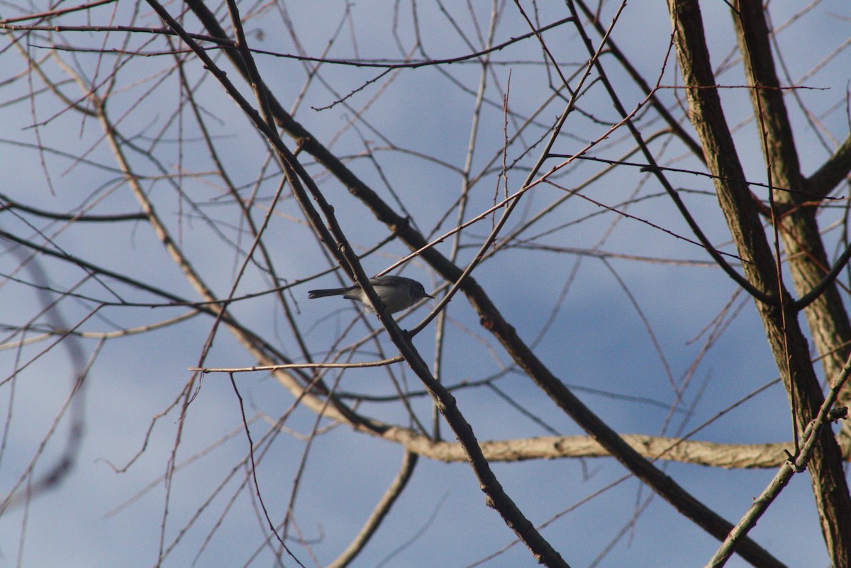 Blue-gray Gnatcatcher - ML544239031