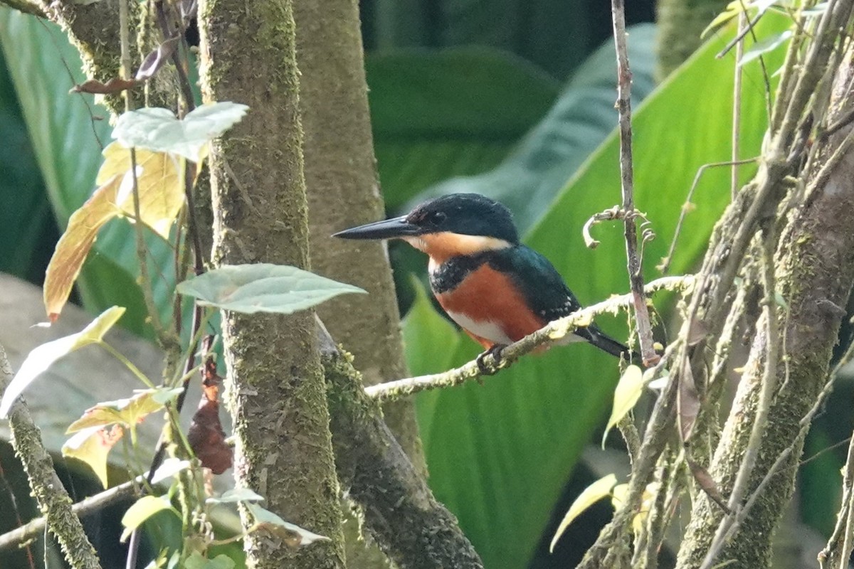 American Pygmy Kingfisher - ML544239091