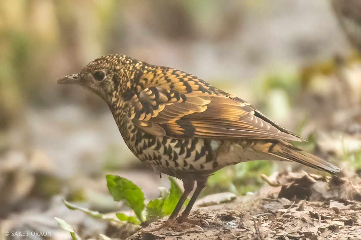 Scaly Thrush - ML544239651