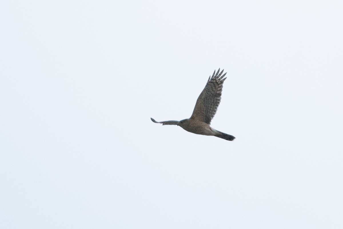 Cooper's Hawk - ML544240071