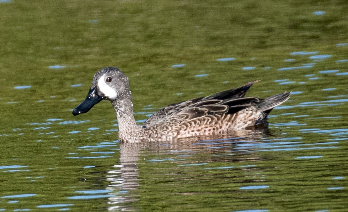 Blue-winged Teal - ML544240431