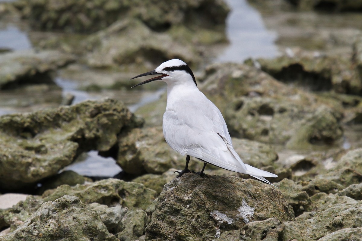 Black-naped Tern - ML54424081