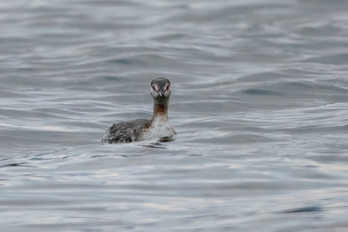 Horned Grebe - ML544240861