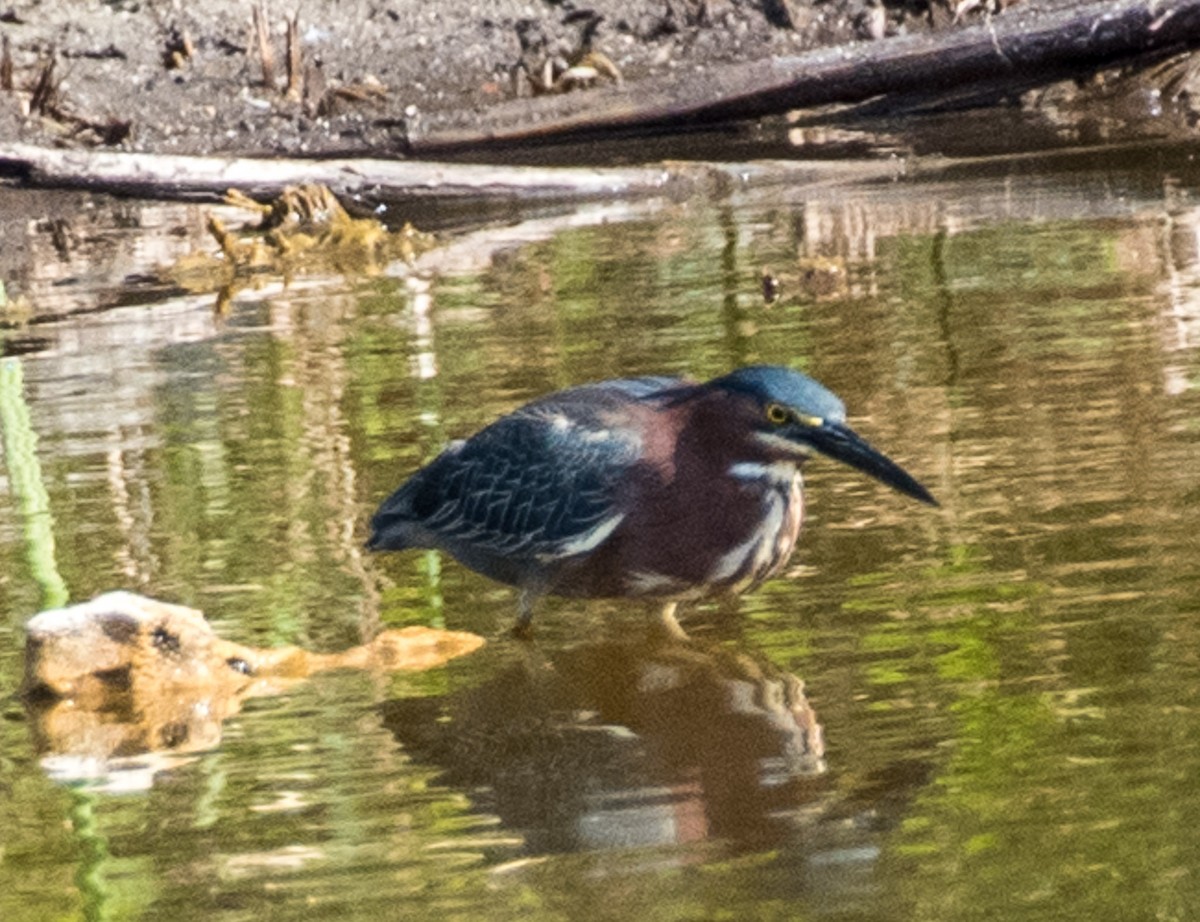 Green Heron - ML544241061