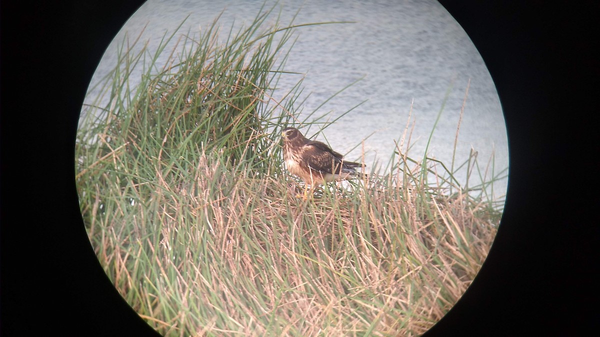 Cinereous Harrier - ML544241251