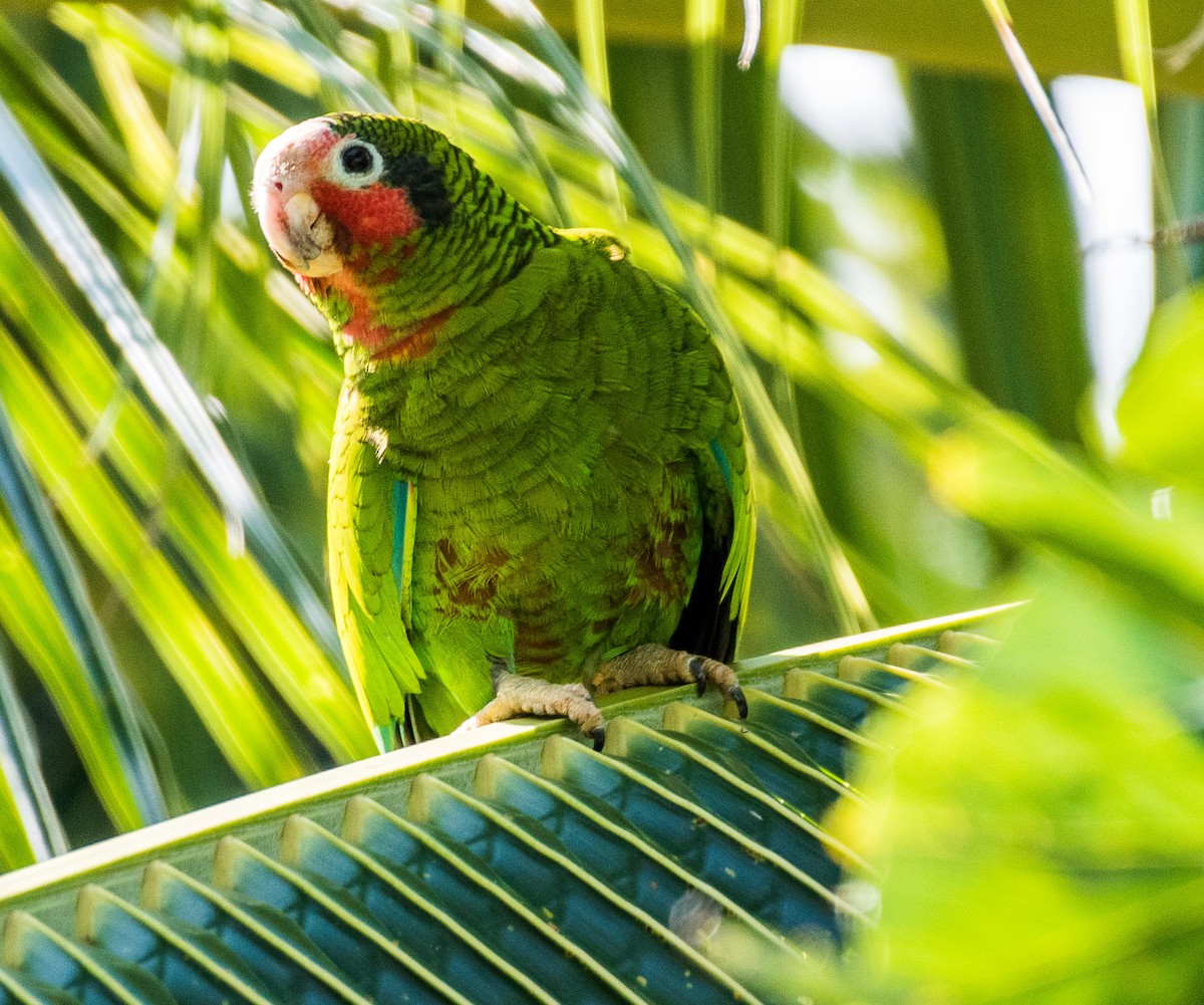 Cuban Parrot (Cayman Is.) - ML544241381