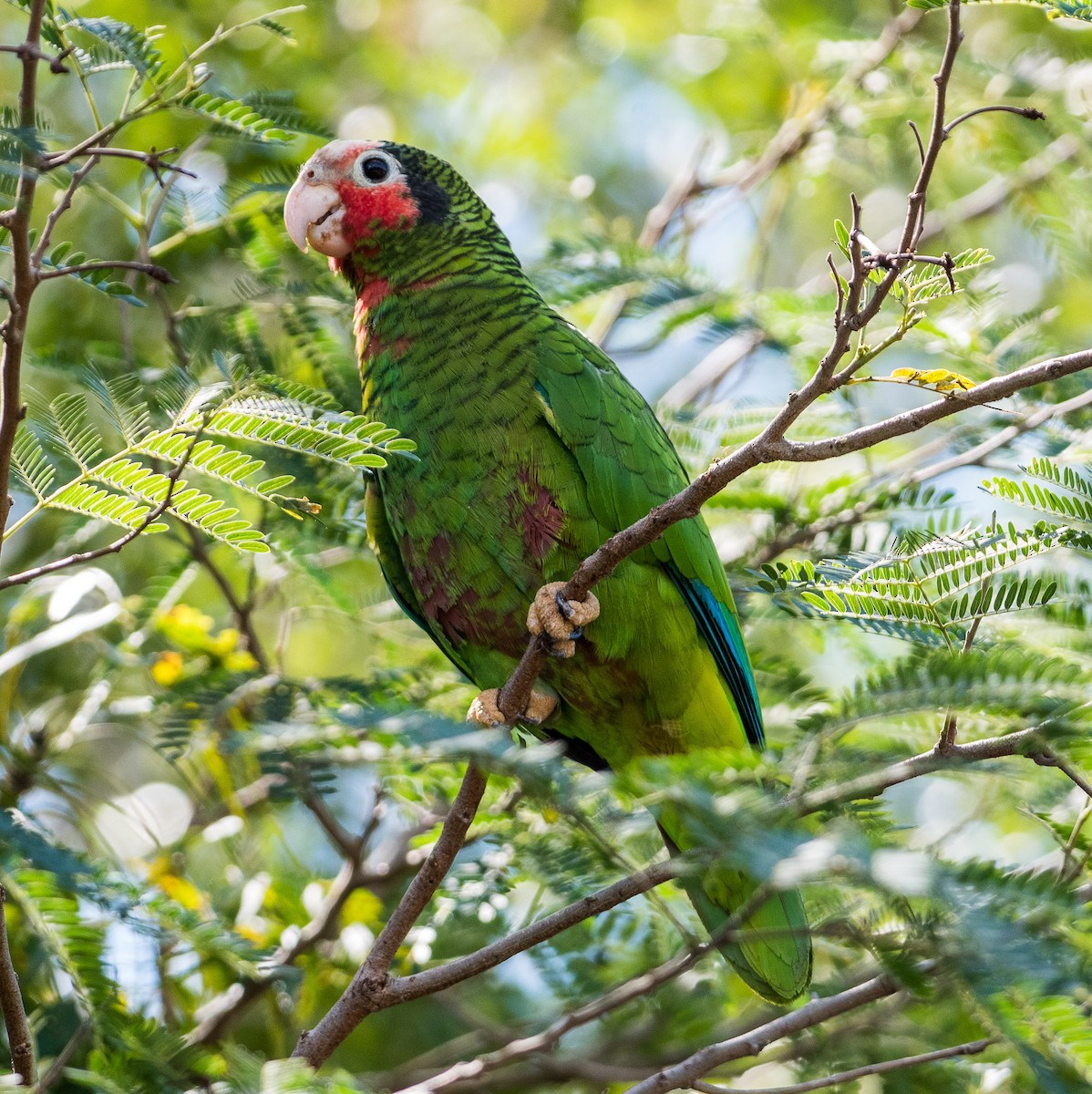 Cuban Parrot (Cayman Is.) - ML544241401