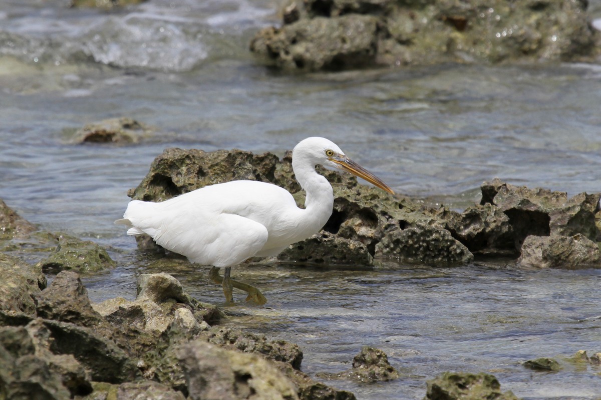 Pacific Reef-Heron - Margot Oorebeek