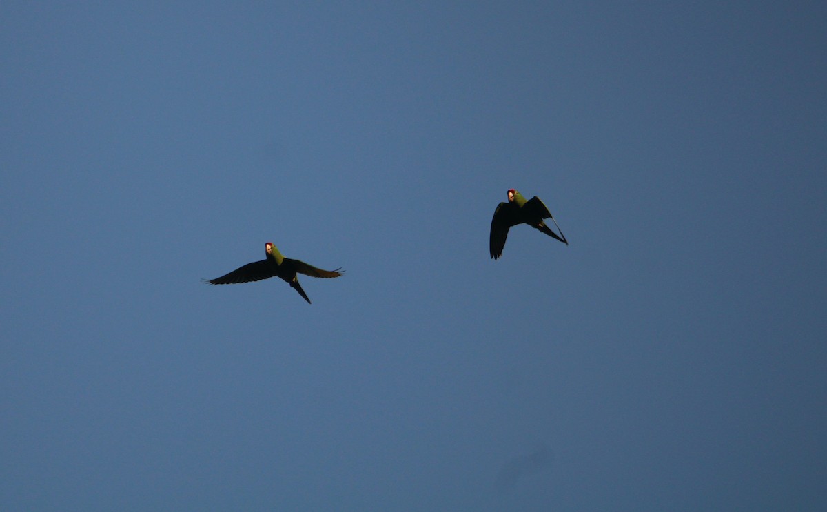 Scarlet-fronted Parakeet - ML544243361