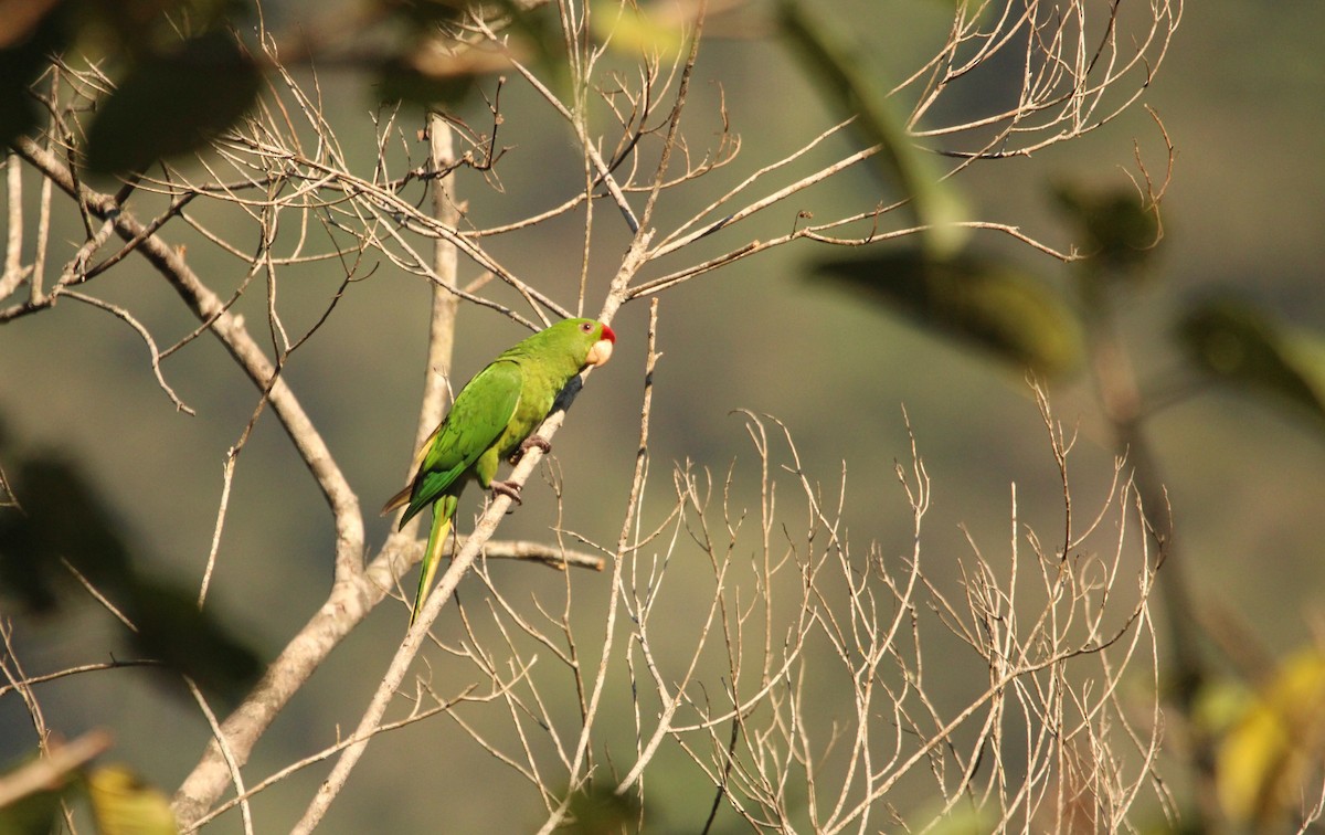 Scarlet-fronted Parakeet - ML544243371
