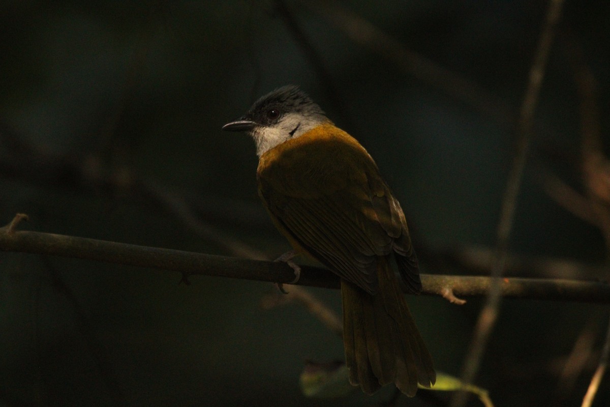 Gray-headed Tanager (Gray-crested) - ML544243481