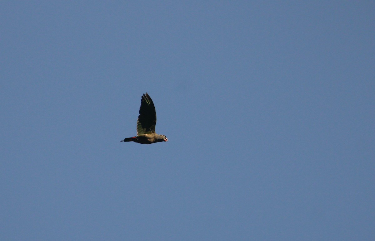 Red-billed Parrot - ML544243621