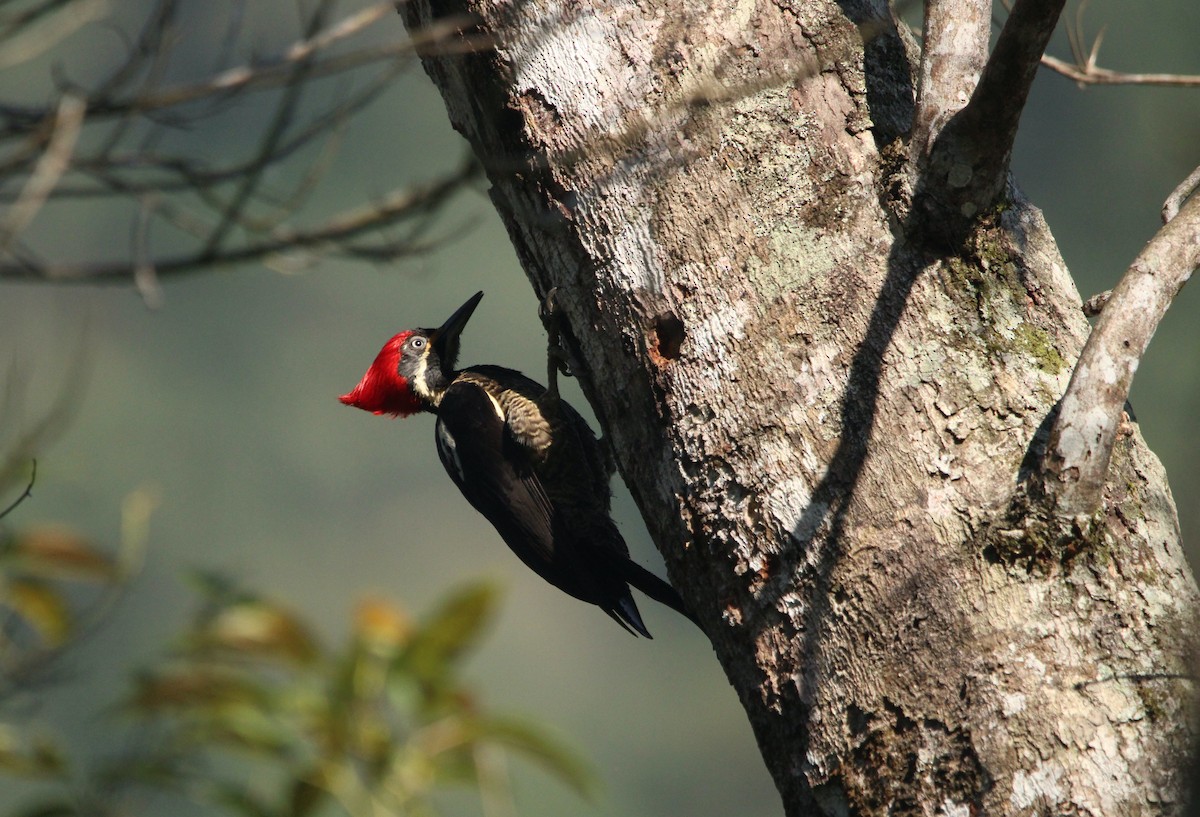Lineated Woodpecker (Lineated) - ML544243791