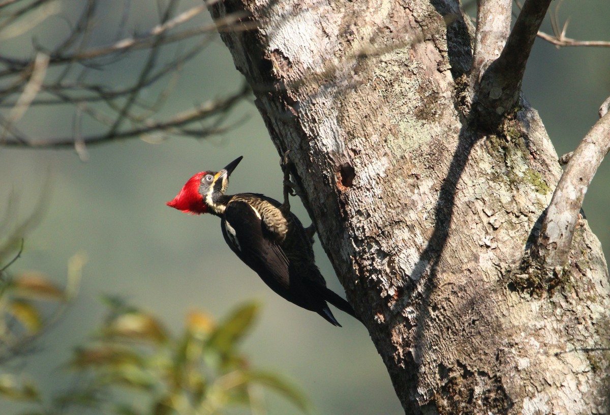 Lineated Woodpecker (Lineated) - ML544243931