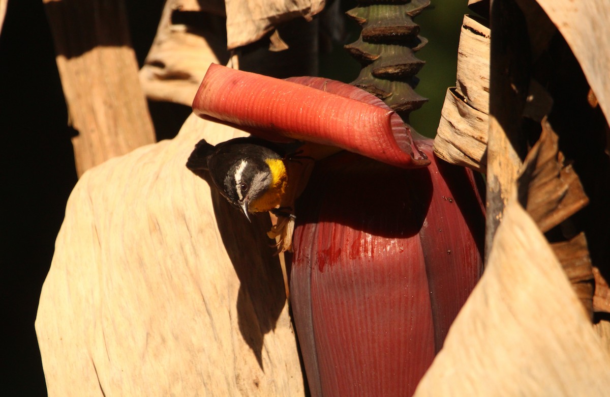 Bananaquit - ML544243961