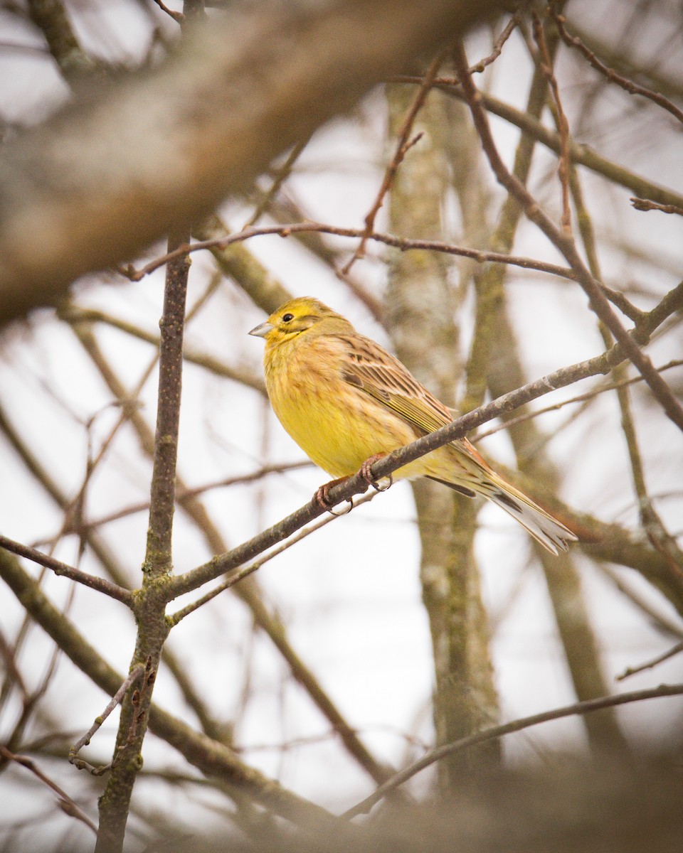 Yellowhammer - Sahan Premasiri