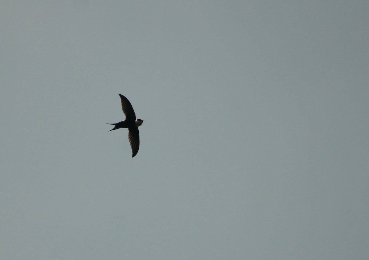 Lesser Swallow-tailed Swift - ML544244271
