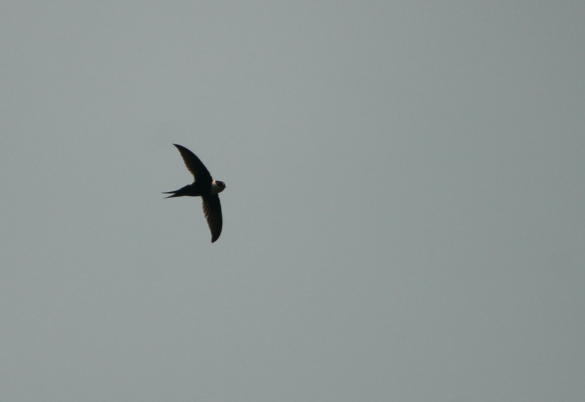 Lesser Swallow-tailed Swift - ML544244291