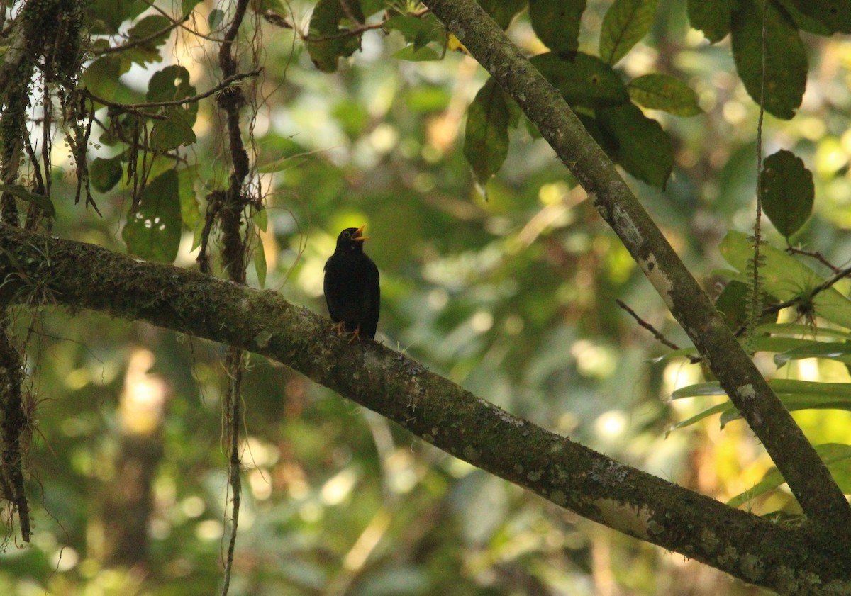 Yellow-legged Thrush - ML544244391