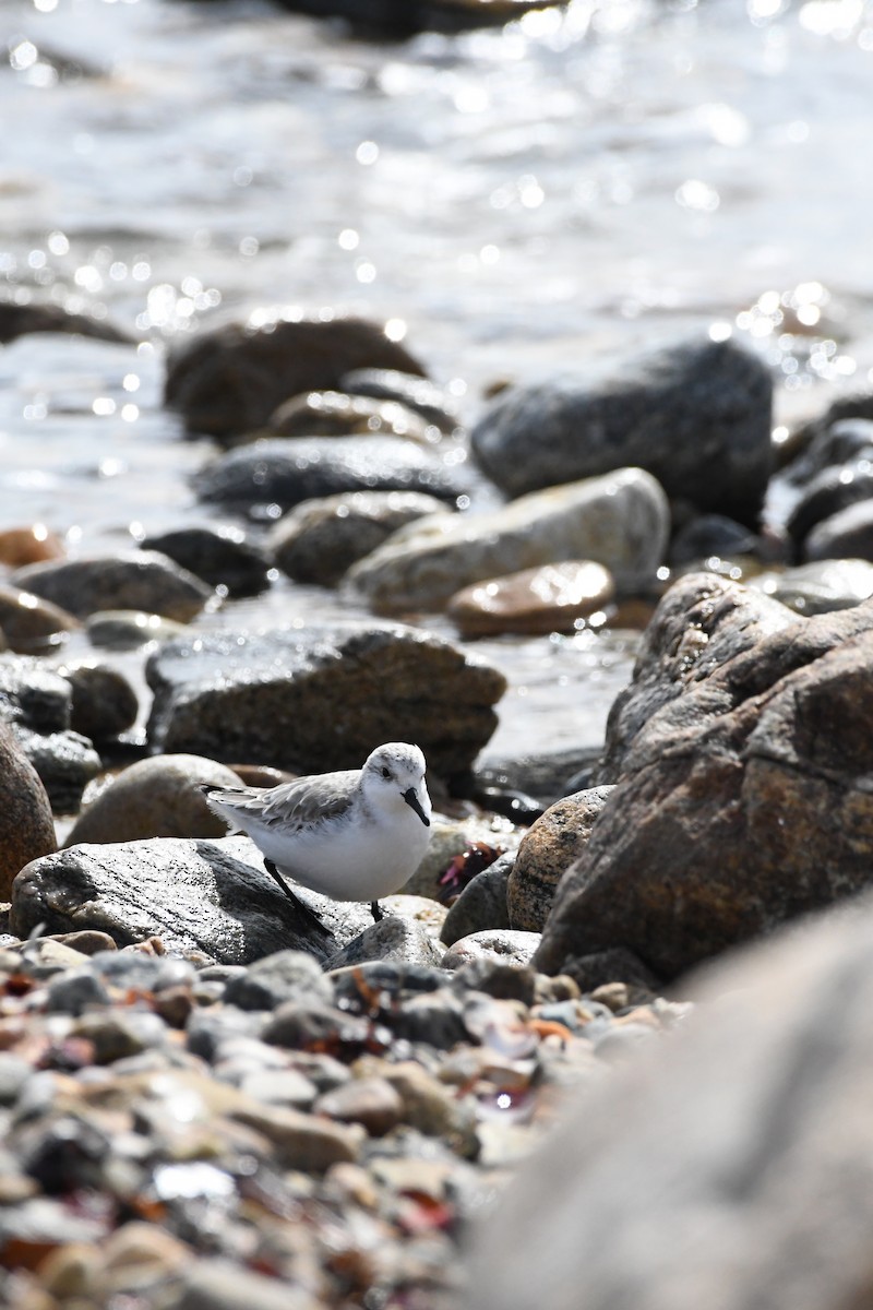 Sanderling - ML544246131