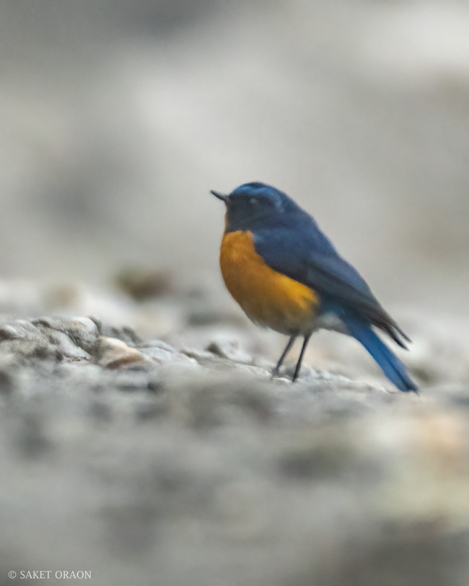 Rufous-breasted Bush-Robin - ML544246171