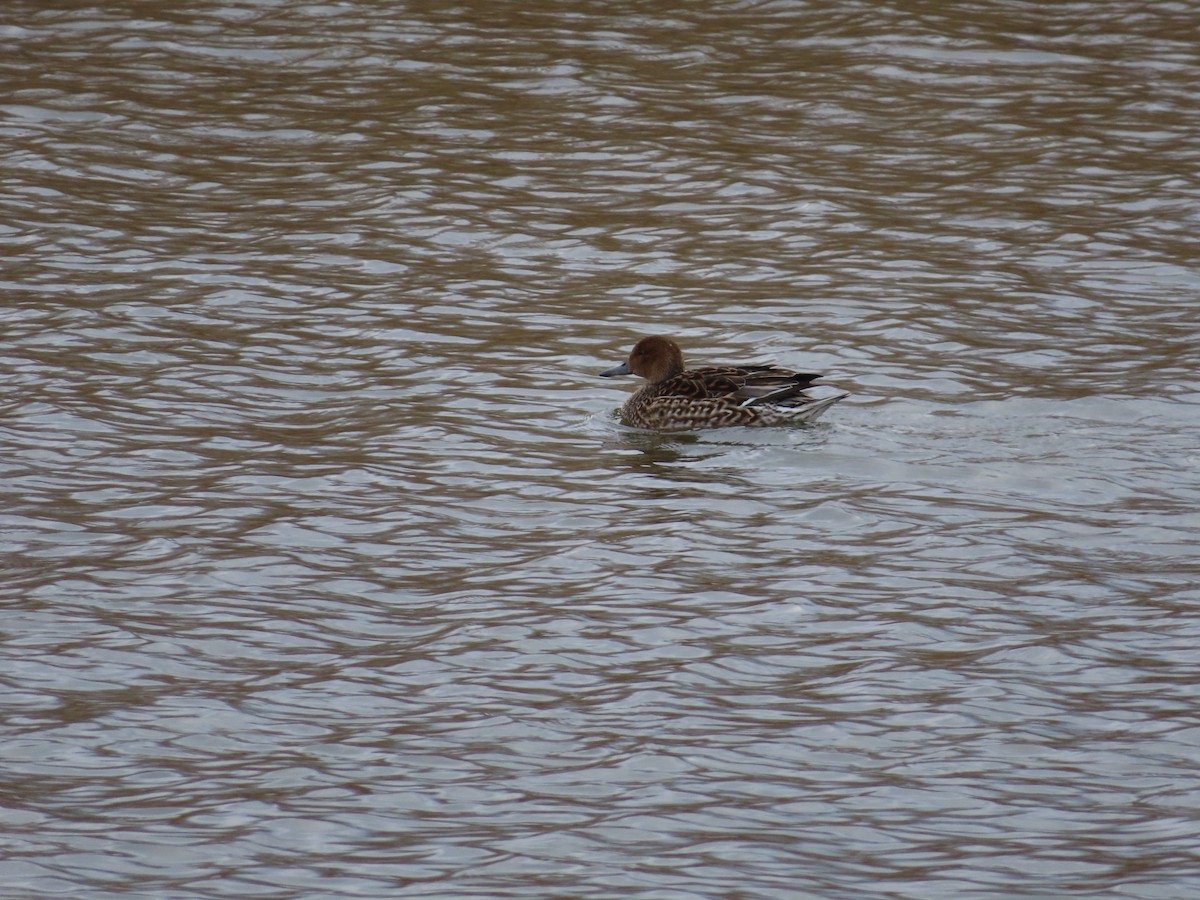 Northern Pintail - ML544246181