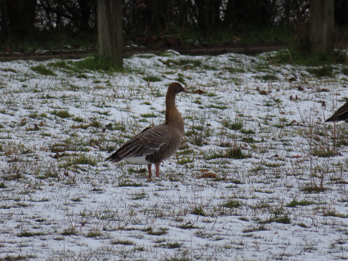 Pink-footed Goose - Pedro J. Leitão