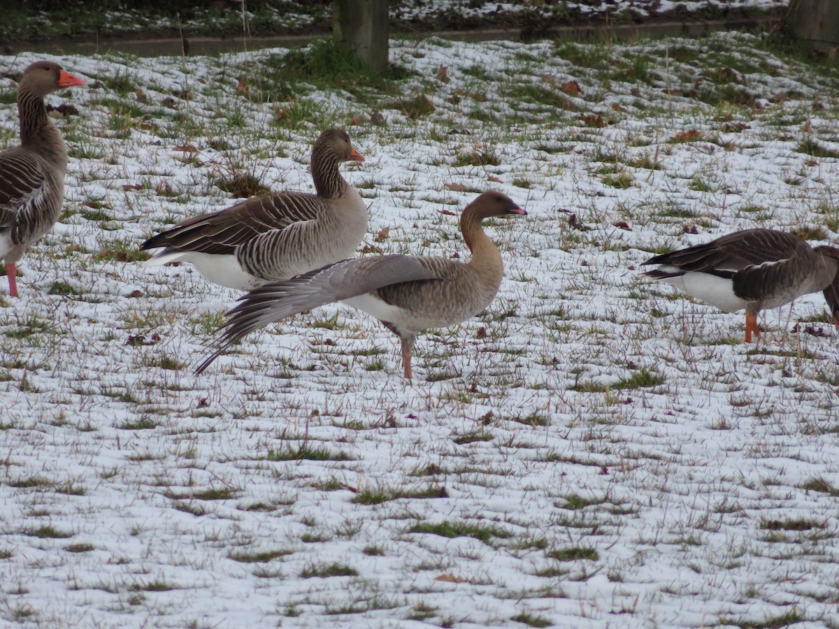 Pink-footed Goose - Pedro J. Leitão