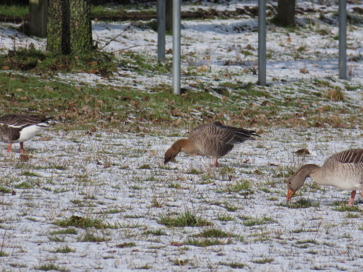 Pink-footed Goose - ML544247551