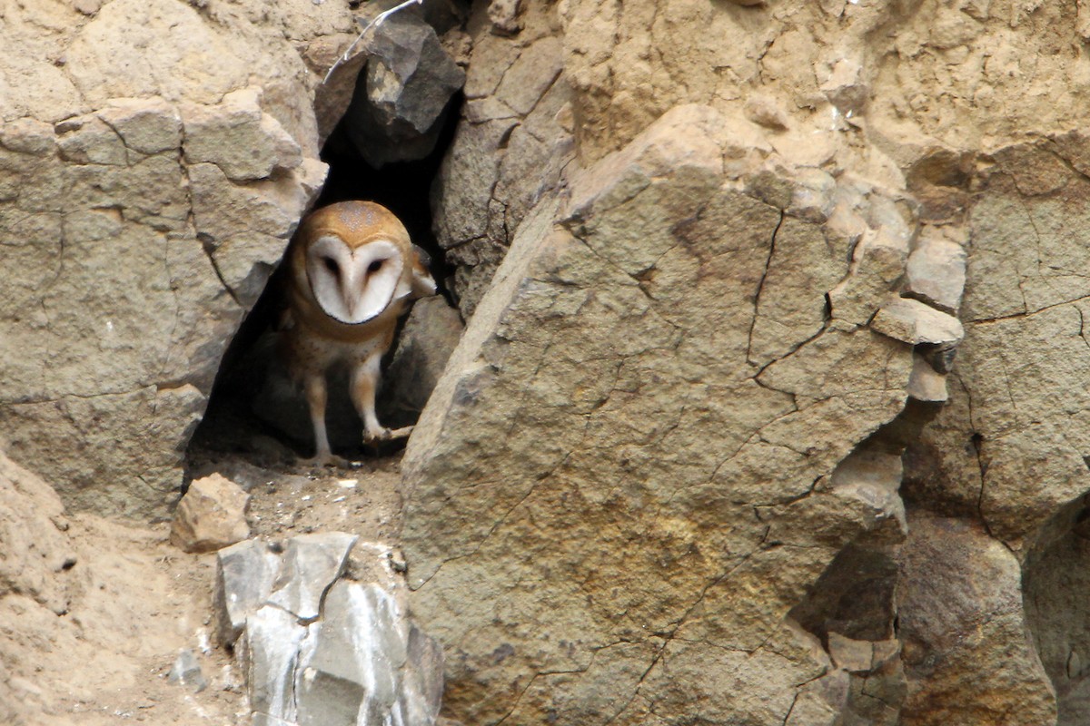 American Barn Owl - Marlene Cashen