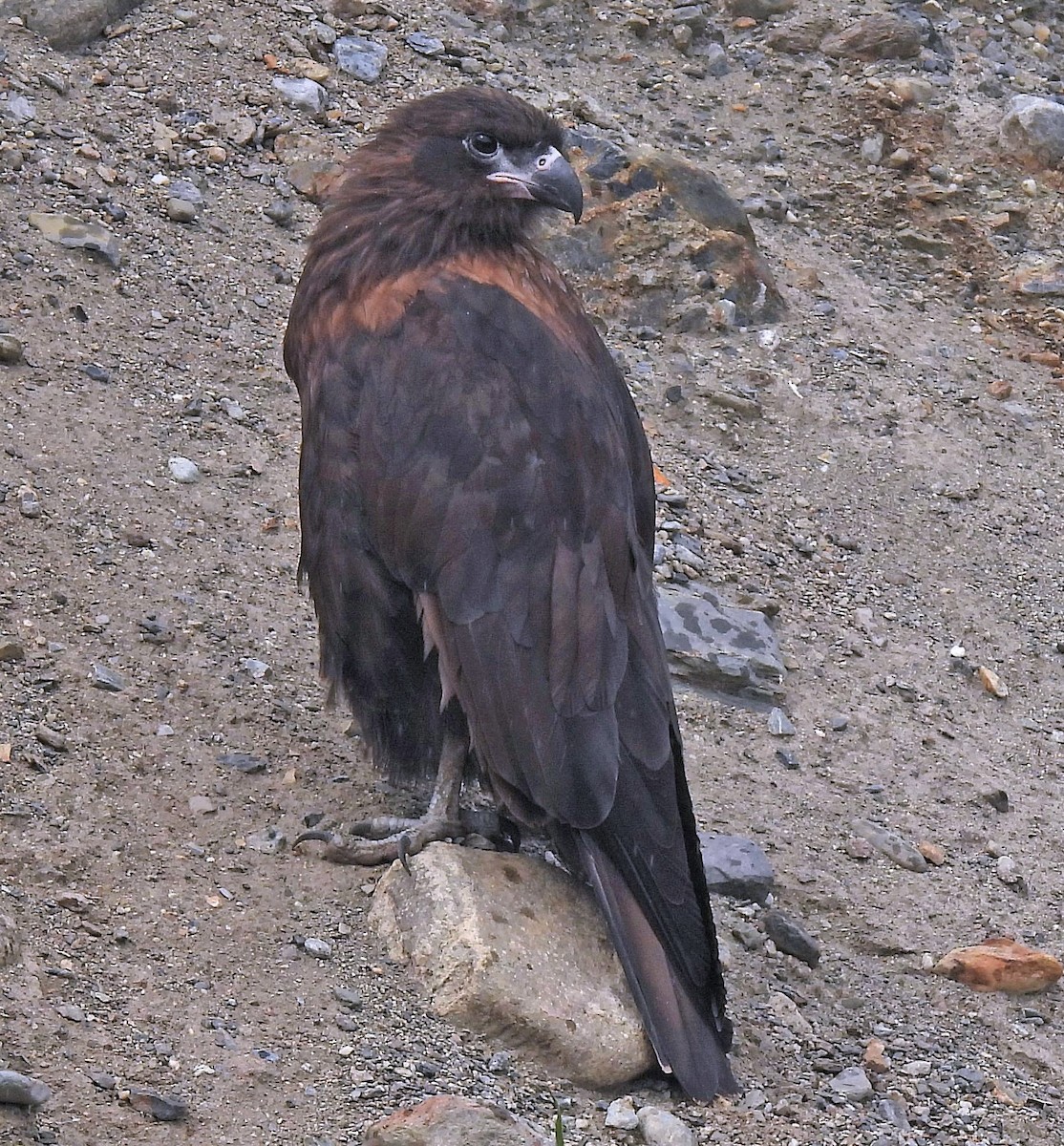 Striated Caracara - ML544248021