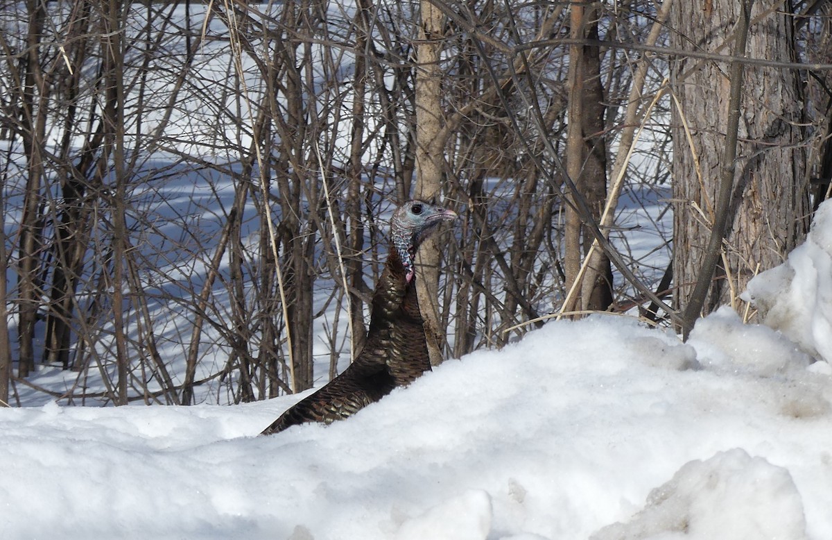 Wild Turkey - ML544248101