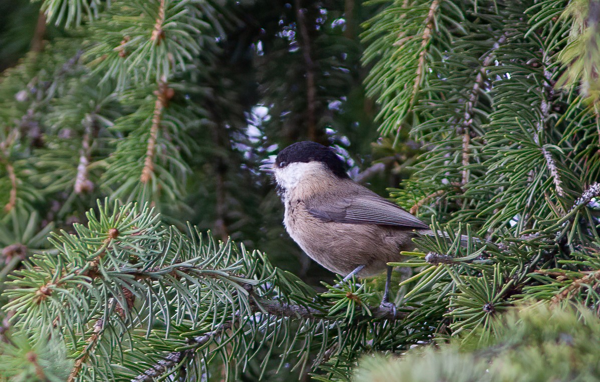 Mésange boréale (groupe songarus) - ML544248641