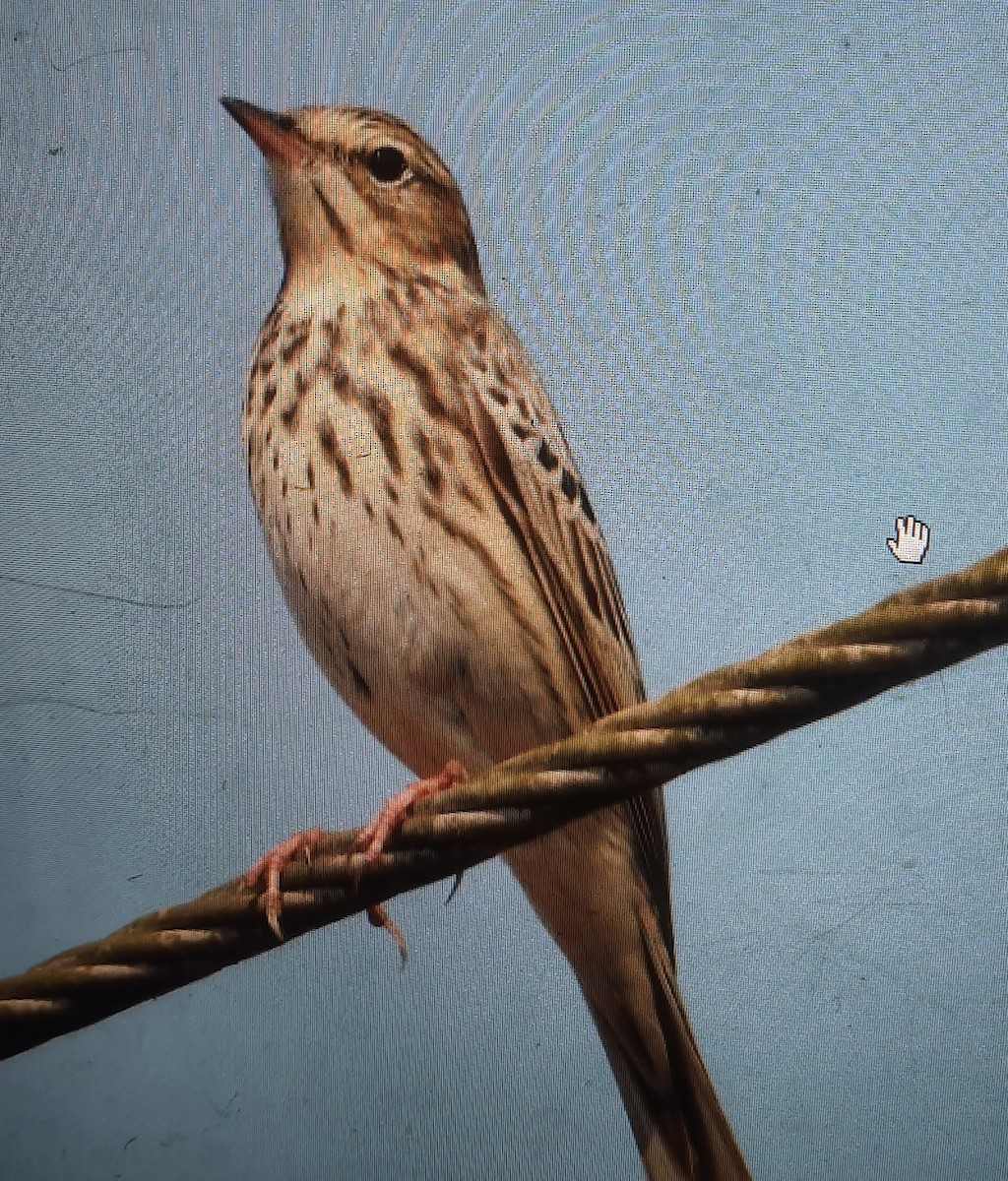 Tree Pipit - ML544250261