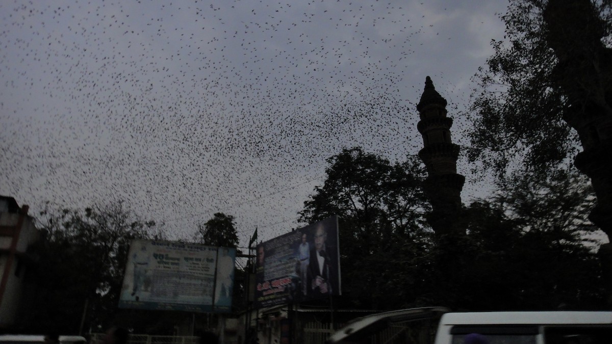 Rosy Starling - ML54425091